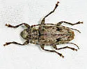 Aegomorphus modestus - photo 4