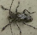 Aegomorphus modestus - photo 5