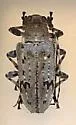 Aegomorphus morrisii - photo 2