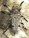 Aegomorphus morrisii - photo 3