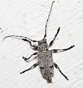 Aegomorphus morrisii - photo 4
