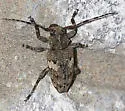 Aegomorphus quadrigibbus - photo 2