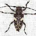 Aegomorphus quadrigibbus - photo 3