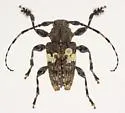 Aegomorphus quadrigibbus - photo 5