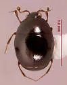 Aeletes (Acritinus) floridae