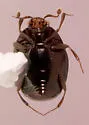 Aeletes (Acritinus) floridae - photo 2