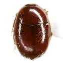 Aeletes (Acritinus) floridae - photo 3