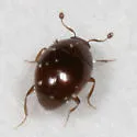 Aeletes politus