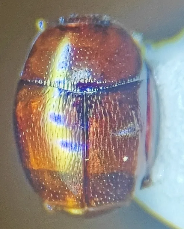 Aeletes simplex - photo 2
