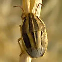 Aelia americana