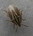 Aelia americana - photo 3