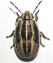 Aelia americana - photo 4