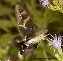 Clavipes Sphinx - Hodges#7848