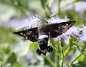 Clavipes Sphinx - Hodges#7848 - photo 2