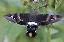 Clavipes Sphinx - Hodges#7848 - photo 4