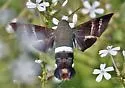 Fadus Sphinx - Hodges#7850