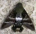 Fadus Sphinx - Hodges#7850 - photo 2
