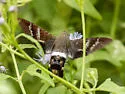 Fadus Sphinx - Hodges#7850 - photo 3