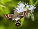 Fadus Sphinx - Hodges#7850 - photo 4
