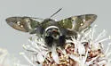 Tantalus Sphinx - Hodges#7847