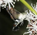 Tantalus Sphinx - Hodges#7847 - photo 2