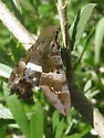Tantalus Sphinx - Hodges#7847 - photo 4