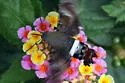Tantalus Sphinx - Hodges#7847 - photo 5