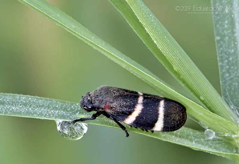 Aeneolamia albofasciata - photo 2