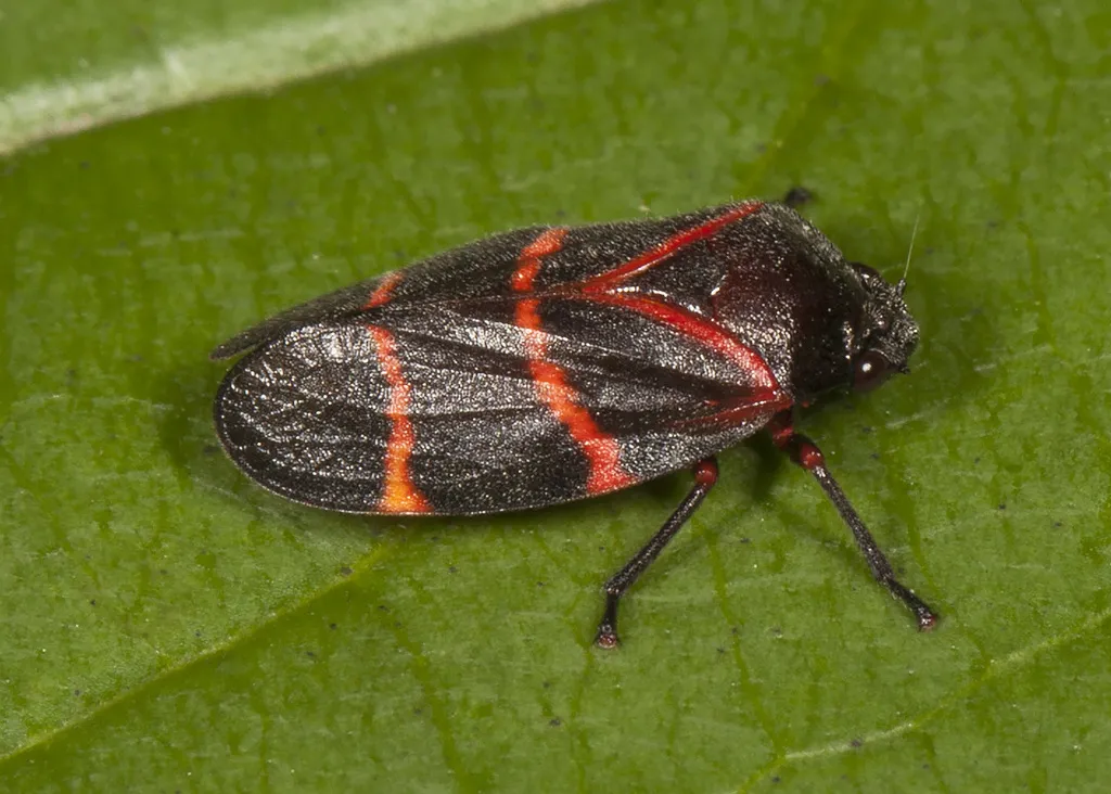 Aeneolamia contigua - photo 2