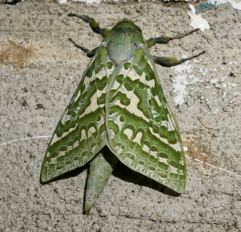 Pūriri moth - photo 2