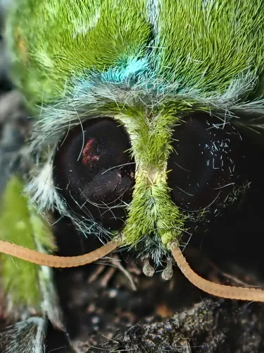 Pūriri moth - photo 5