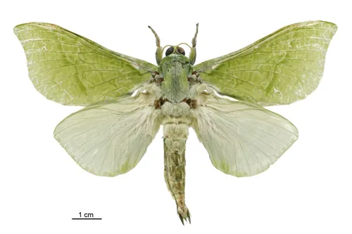 Pūriri moth - photo 6