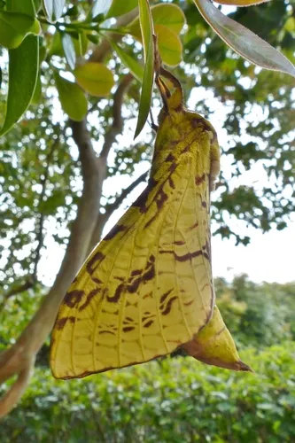 Pūriri moth - photo 7