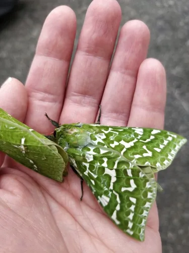 Pūriri moth - photo 8