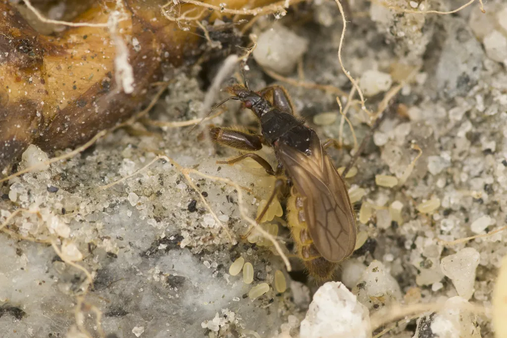 Aenictopecheidae - photo 2