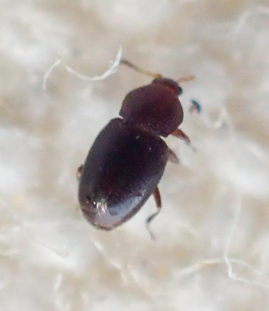 Aenigmaticum californicum
