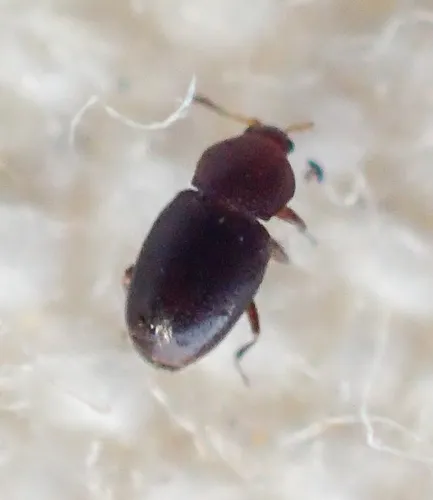 Aenigmaticum californicum - photo 2