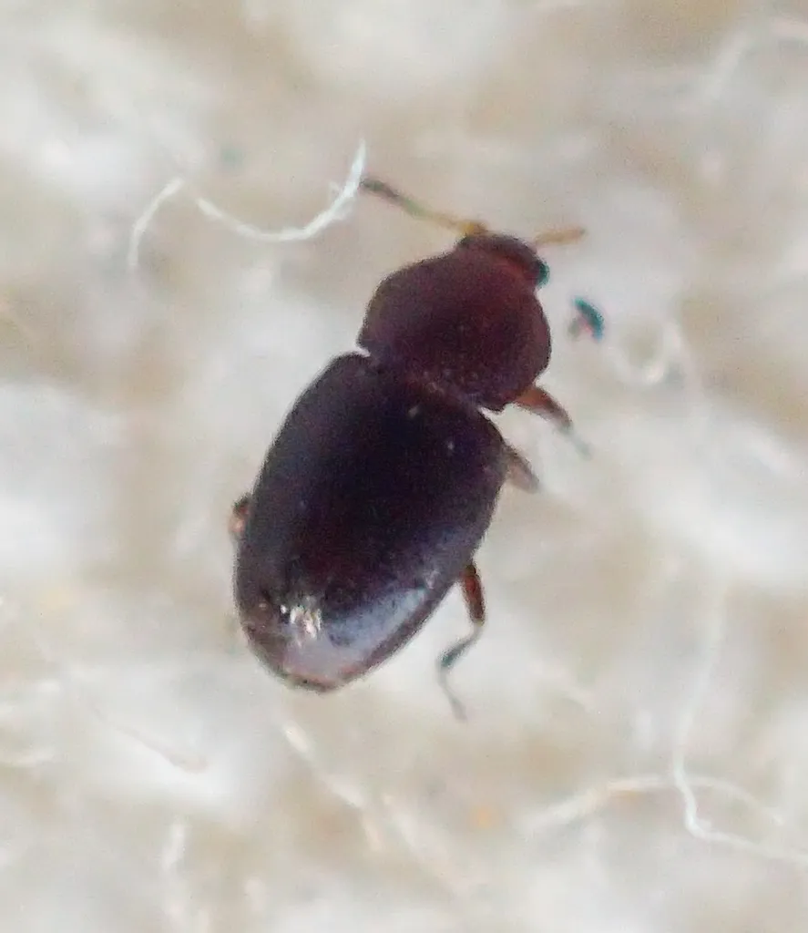 Aenigmaticum californicum - photo 3