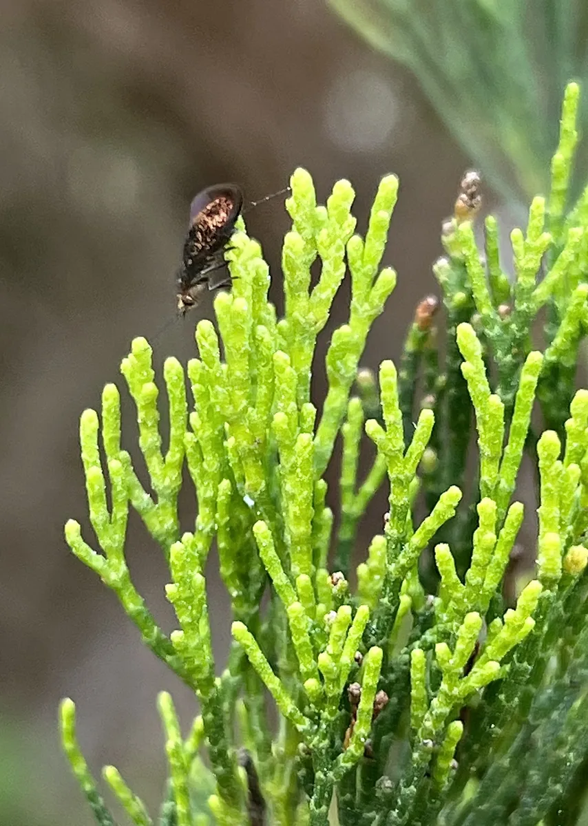 Aenigmatineidae - photo 3