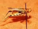 California Saltbush Grasshopper
