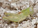 California Saltbush Grasshopper - photo 2