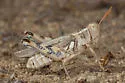 California Saltbush Grasshopper - photo 3