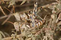 California Saltbush Grasshopper - photo 4
