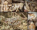 California Saltbush Grasshopper - photo 5
