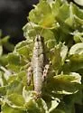 Colorado Plateaus Saltbush Grasshopper
