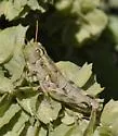 Colorado Plateaus Saltbush Grasshopper - photo 2