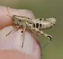 Colorado Plateaus Saltbush Grasshopper - photo 3