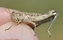 Colorado Plateaus Saltbush Grasshopper - photo 4