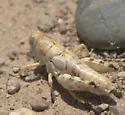 Colorado Plateaus Saltbush Grasshopper - photo 5