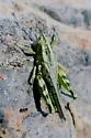 Elegant Saltbush Grasshopper